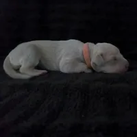 Thalia, a female Great Dane for sale in Colorado Springs, CO – Photo 4 of 4