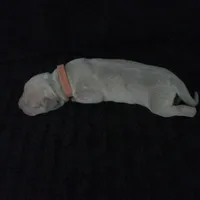 Thalia, a female Great Dane for sale in Colorado Springs, CO – Photo 3 of 4