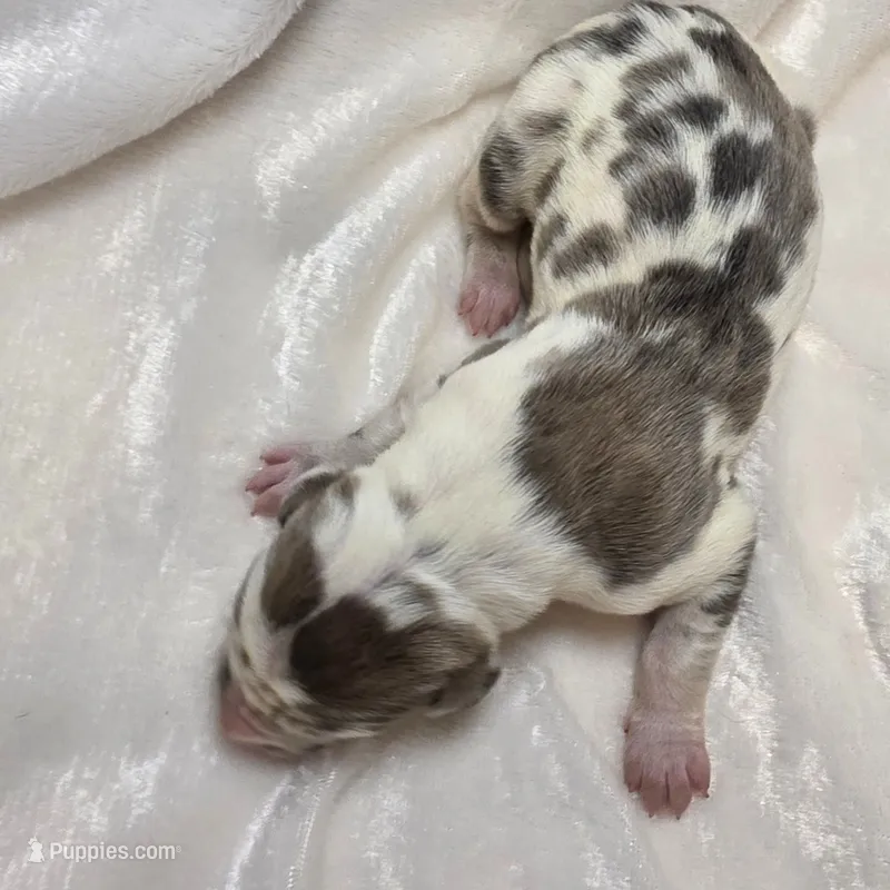 Solomon – Great Dane puppy for sale in Colorado Springs, CO