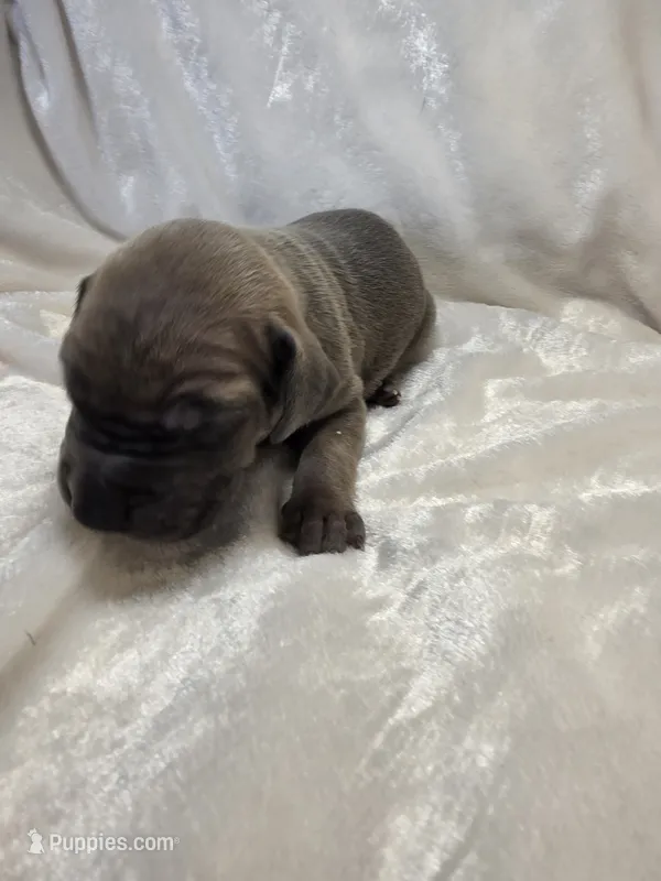 Smokey – Great Dane puppy for sale in Colorado Springs, CO