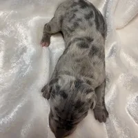 Sloan, a female Great Dane for sale in Colorado Springs, CO – 2 of 3