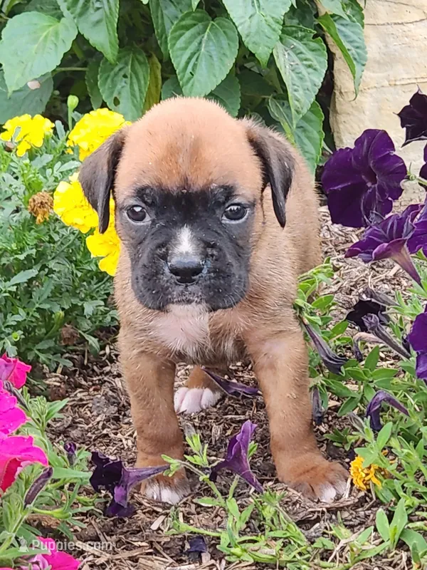 Fiona – Boxer puppy for sale in Cantril, IA