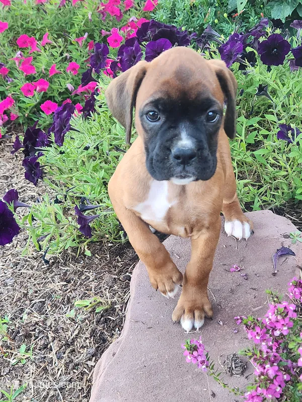Fiona – Boxer puppy for sale in Cantril, IA