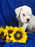 Buddy, a male Boxer for sale in Cantril, IA – 3 of 3