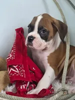 Brad, a male Boxer for sale in Cantril, IA – 2 of 3