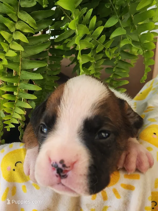 Fancy – Boxer puppy for sale in Cantril, IA