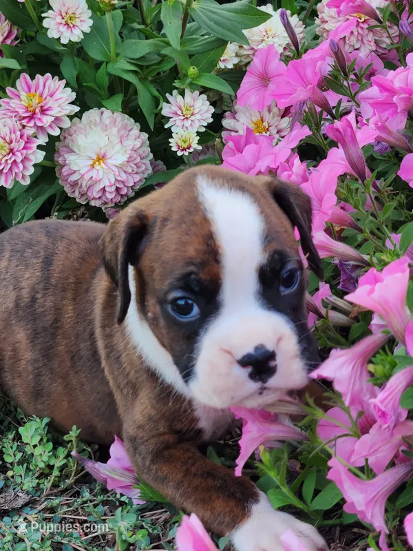 Fancy – Boxer puppy for sale in Cantril, IA