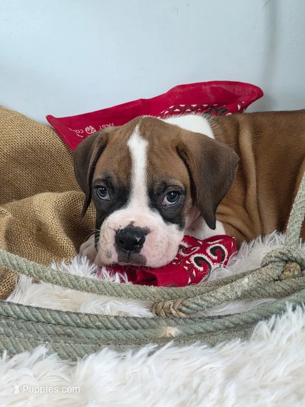 Brad – Boxer puppy for sale in Cantril, IA