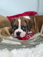 Brad, a male Boxer for sale in Cantril, IA – 1 of 3