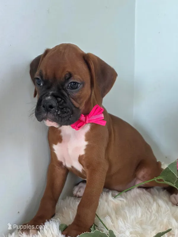 Bessie – Boxer puppy for sale in Cantril, IA