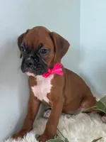 Bessie, a female Boxer for sale in Cantril, IA – 1 of 2