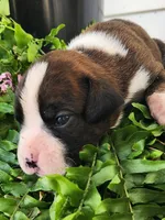Florus, a female Boxer for sale in Cantril, IA – 1 of 1