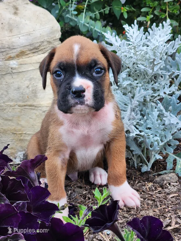 Frank – Boxer puppy for sale in Cantril, IA