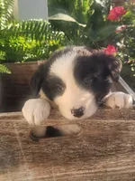 Brittany , a female Border Collie for sale in Cantril, IA – 2 of 2
