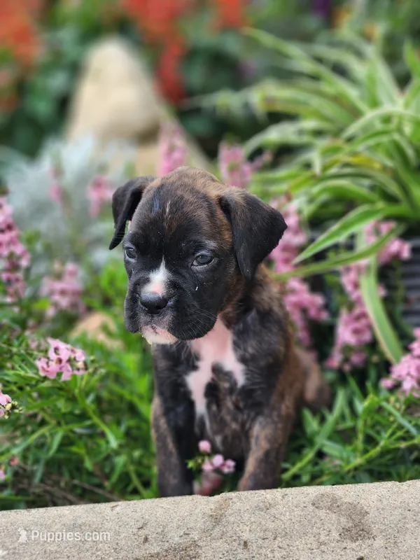 Fortune – Boxer puppy for sale in Cantril, IA