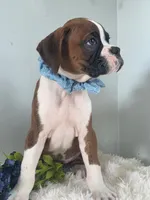 Buxton, a male Boxer for sale in Cantril, IA – 3 of 3