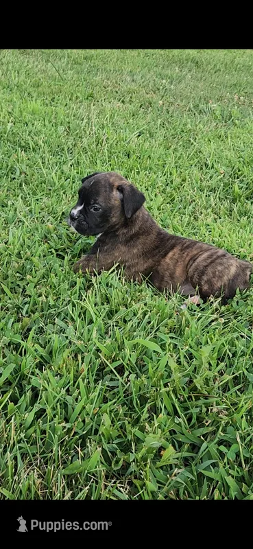 Fortune – Boxer puppy for sale in Cantril, IA