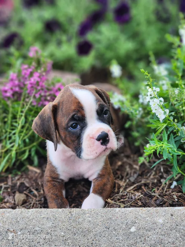 Fancy – Boxer puppy for sale in Cantril, IA