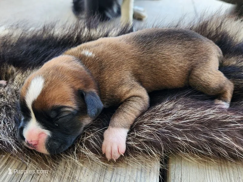 Frank – Boxer puppy for sale in Cantril, IA