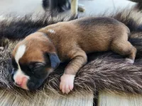 Frank, a male Boxer for sale in Cantril, IA – 1 of 2