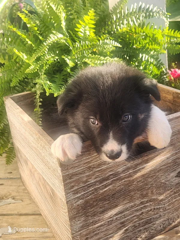 Betty – Border Collie puppy for sale in Cantril, IA