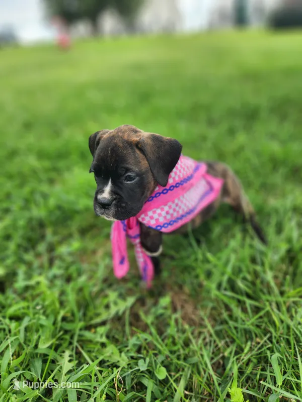 Fortune – Boxer puppy for sale in Cantril, IA