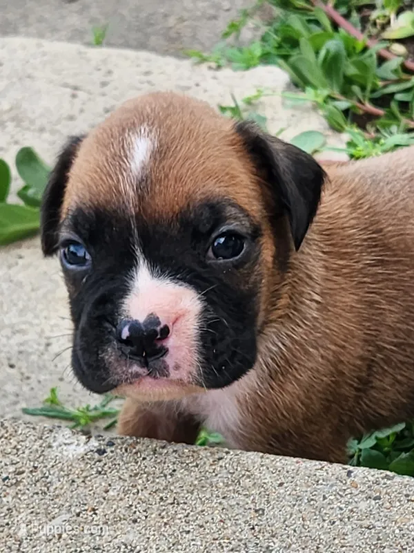 Frank – Boxer puppy for sale in Cantril, IA