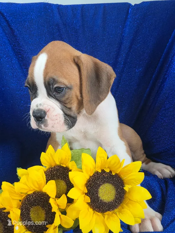 Billy – Boxer puppy for sale in Cantril, IA