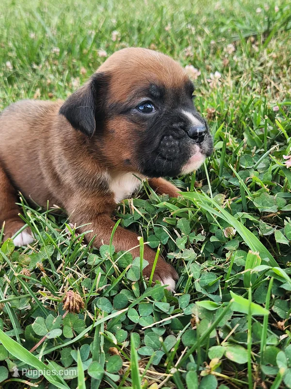 Felix – Boxer puppy for sale in Cantril, IA