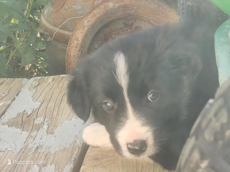 Bob – Border Collie puppy for sale in Cantril, IA