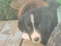 Bob, a male Border Collie for sale in Cantril, IA – 1 of 2