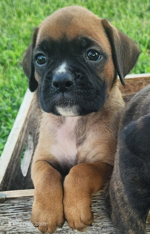 Fiona – Boxer puppy for sale in Cantril, IA