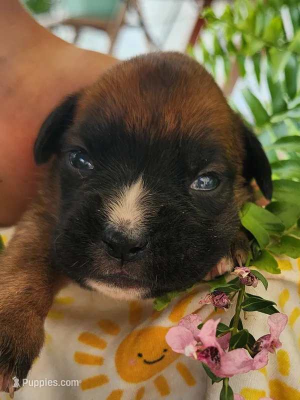 Fiona – Boxer puppy for sale in Cantril, IA