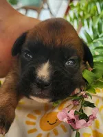 Fiona, a female Boxer for sale in Cantril, IA – 1 of 1