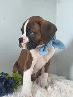 Buxton, a male Boxer for sale in Cantril, IA – 2 of 3