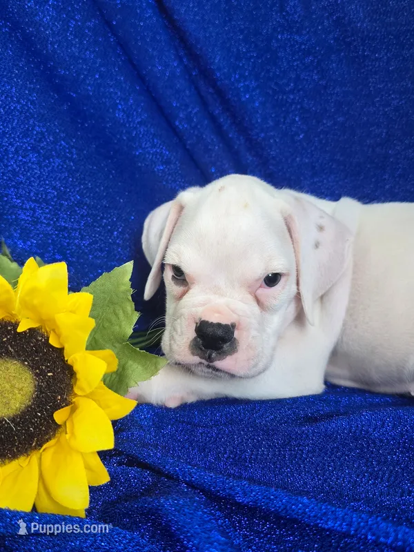 Buddy – Boxer puppy for sale in Cantril, IA