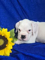Buddy, a male Boxer for sale in Cantril, IA – 1 of 3