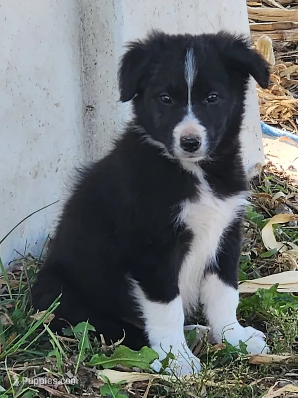Bob – Border Collie puppy for sale in Cantril, IA
