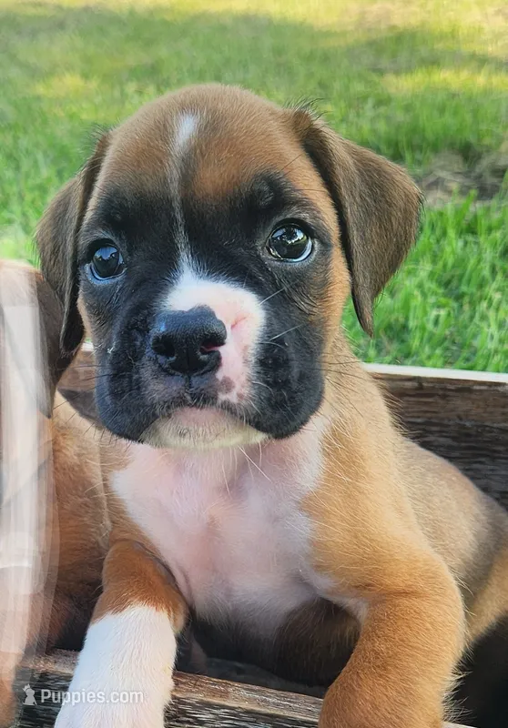Frank – Boxer puppy for sale in Cantril, IA