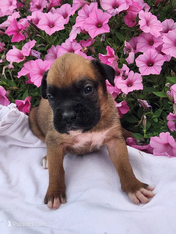 Fairy – Boxer puppy for sale in Cantril, IA