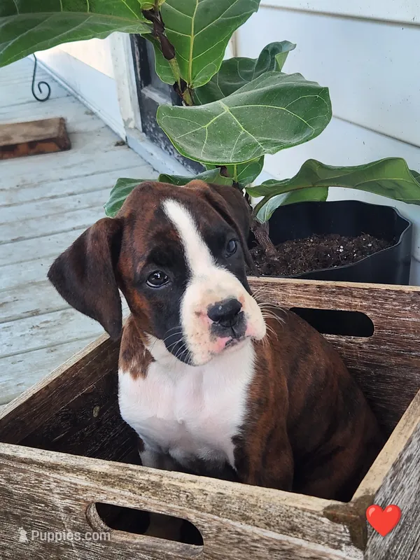 Floris – Boxer puppy for sale in Cantril, IA
