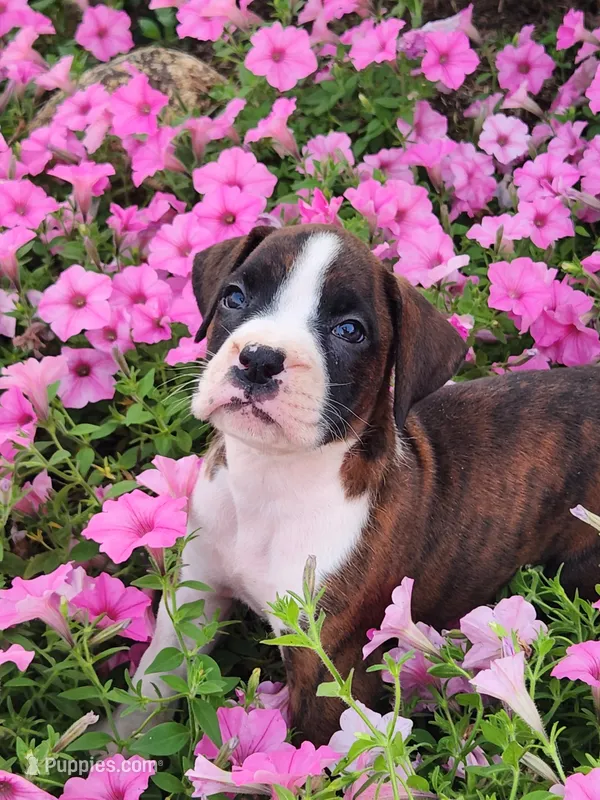 Floris – Boxer puppy for sale in Cantril, IA