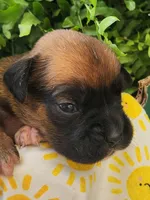 Fairy, a female Boxer for sale in Cantril, IA – 1 of 1