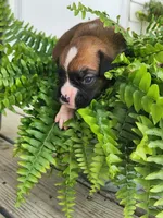 Frank, a male Boxer for sale in Cantril, IA – 2 of 2