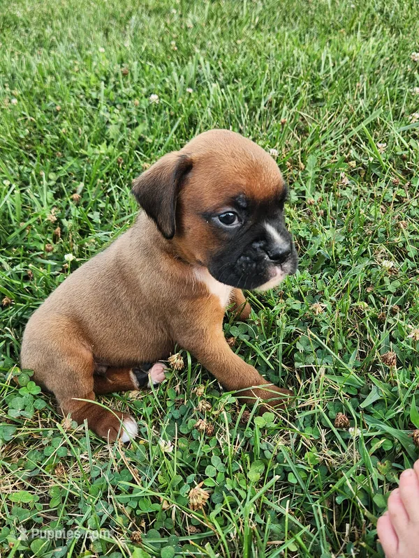 Felix – Boxer puppy for sale in Cantril, IA