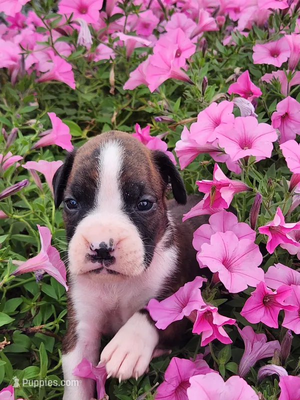 Floris – Boxer puppy for sale in Cantril, IA