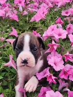 Floris, a female Boxer for sale in Cantril, IA – 1 of 2