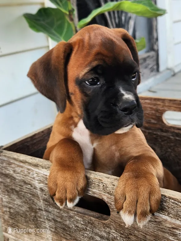 Fiona – Boxer puppy for sale in Cantril, IA