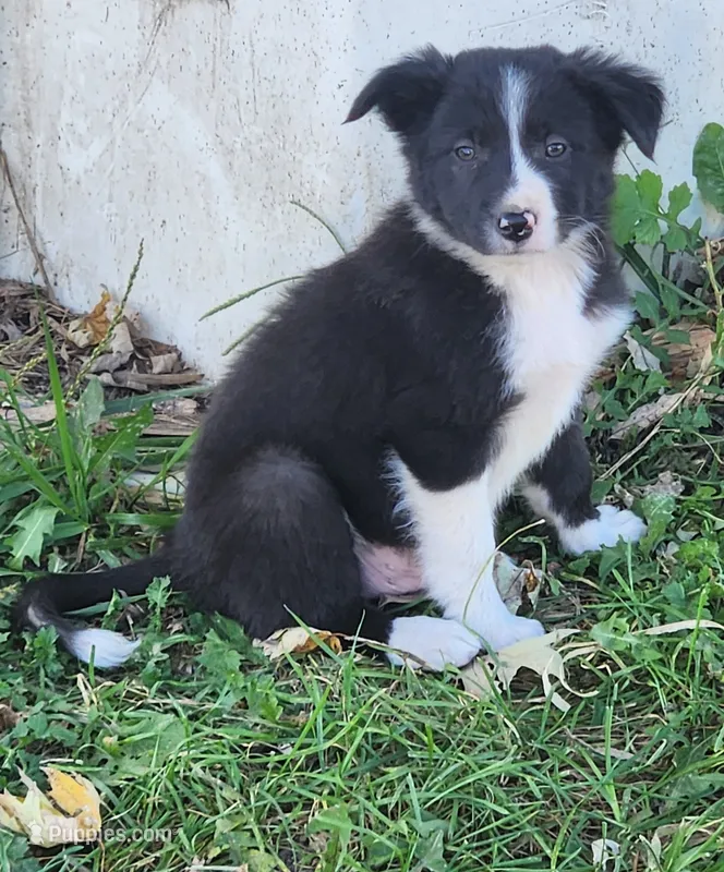Bailey – Border Collie puppy for sale in Cantril, IA