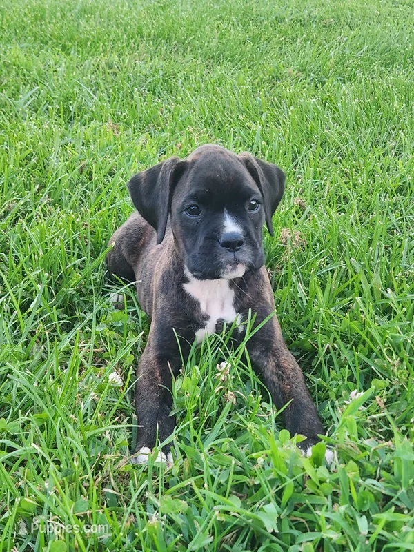 Fortune – Boxer puppy for sale in Cantril, IA
